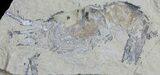 Cretaceous Fossil Shrimp - Lebanon #61565-1